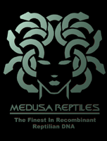 A frame from the Medusa Reptiles Ad